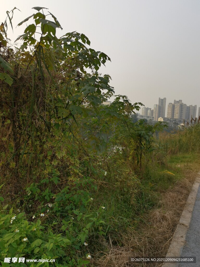城郊杂草丛生的小路
