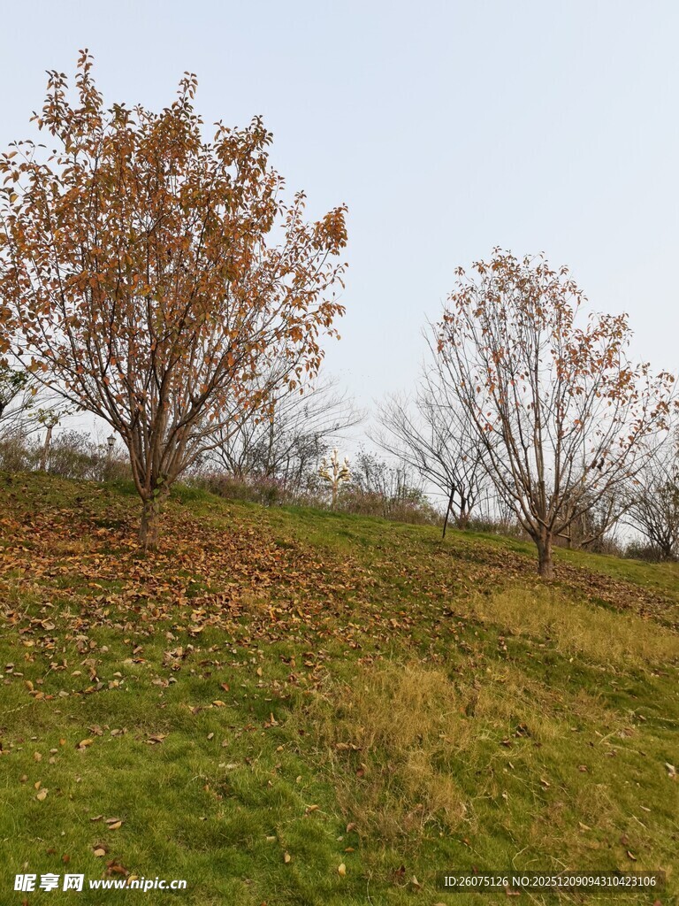 秋日山坡上的树木景观