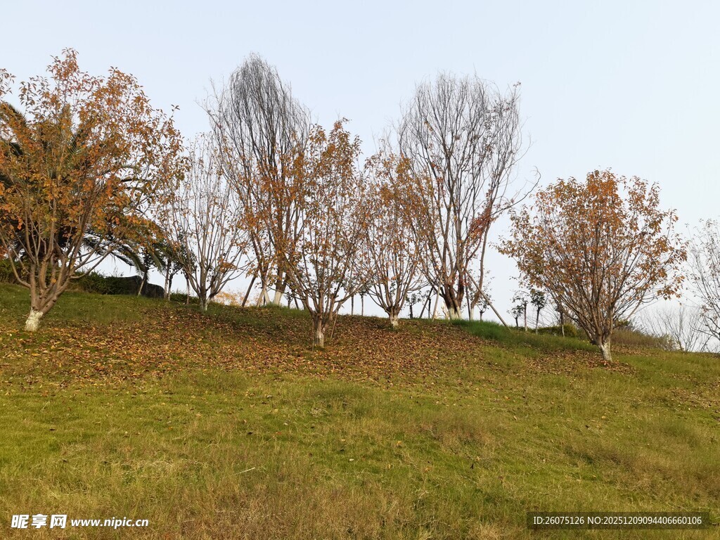 秋日草地旁的多彩树木