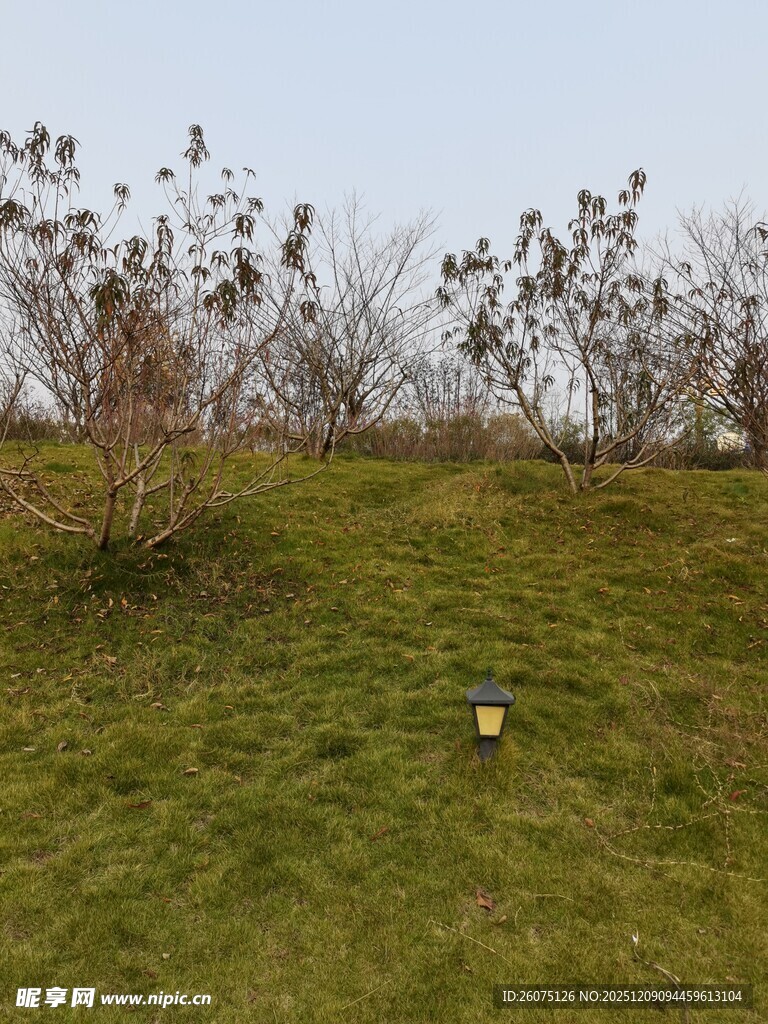 户外草地与稀疏树木景观