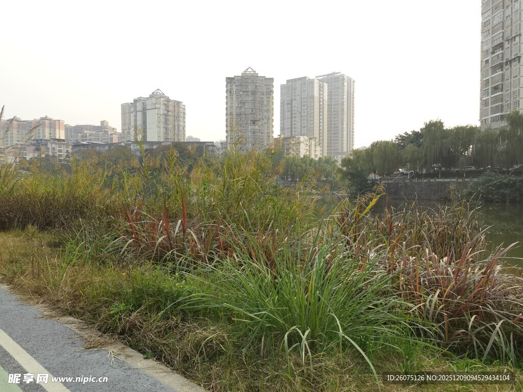 城市河畔绿植与高楼景观