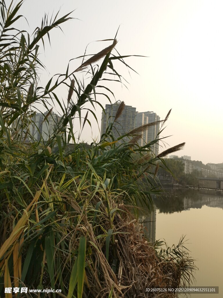 湖畔芦苇与远处城市景观