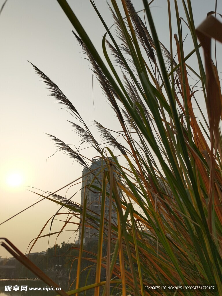 夕阳下的芦苇与远处建筑