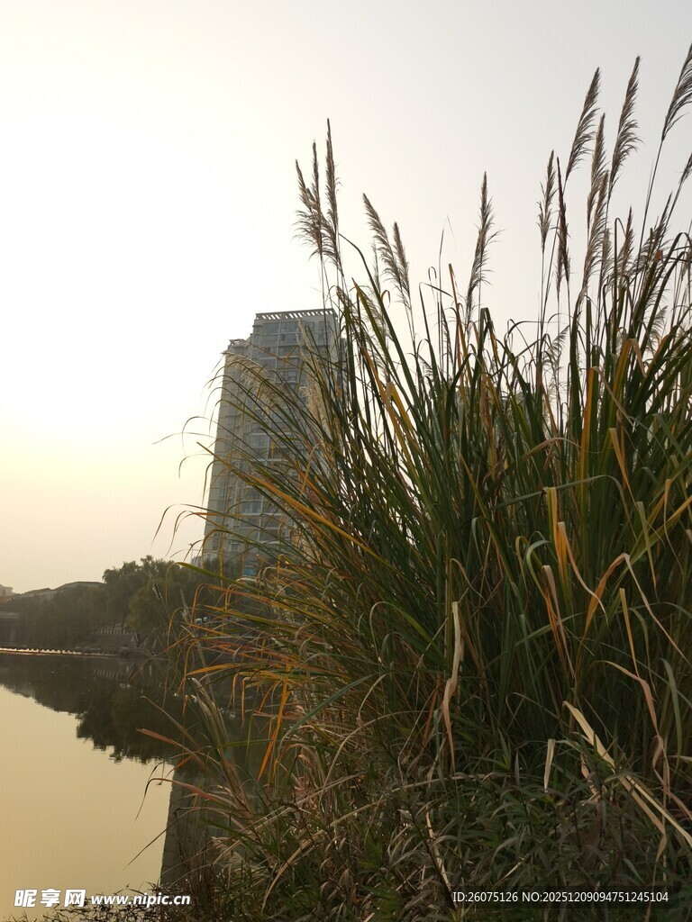 夕阳下的水边芦苇与高楼