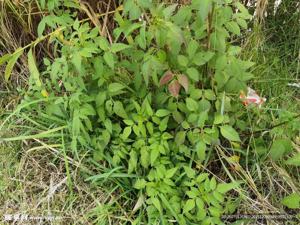 野外丛生的绿色植物
