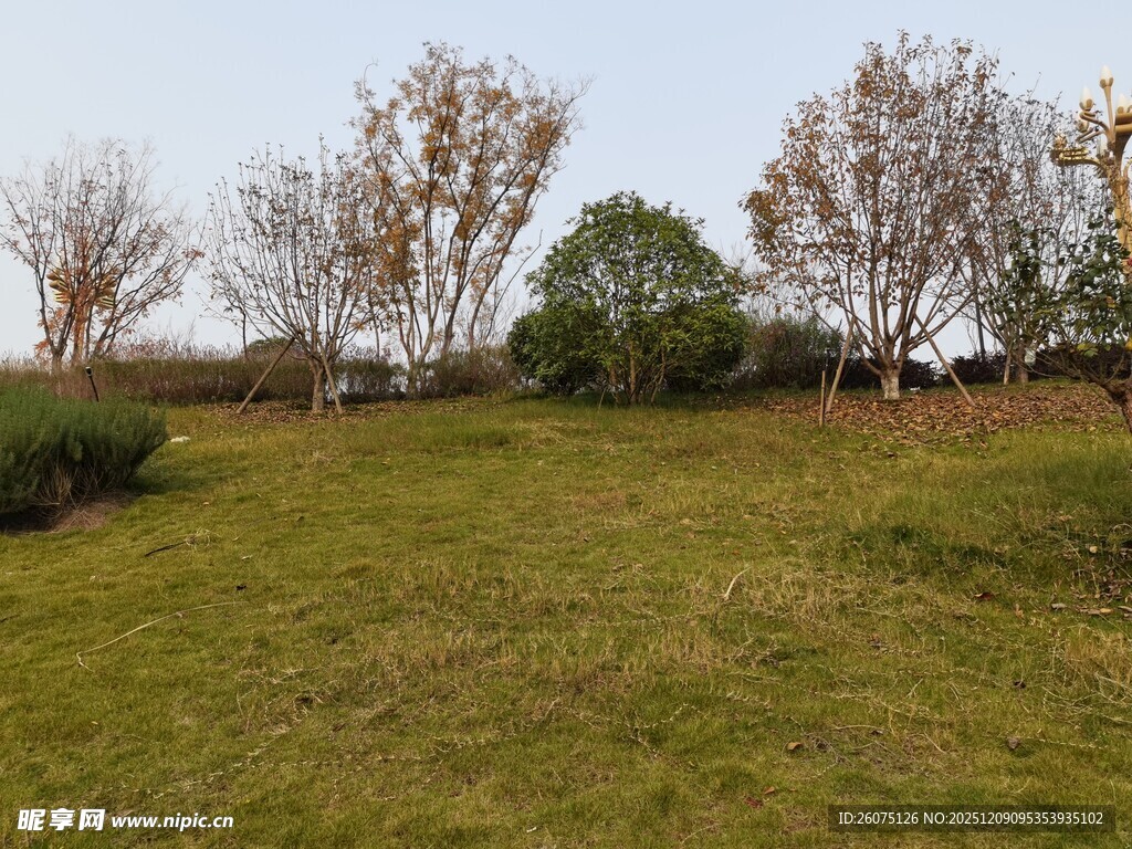 郊外开阔草地与树木景观