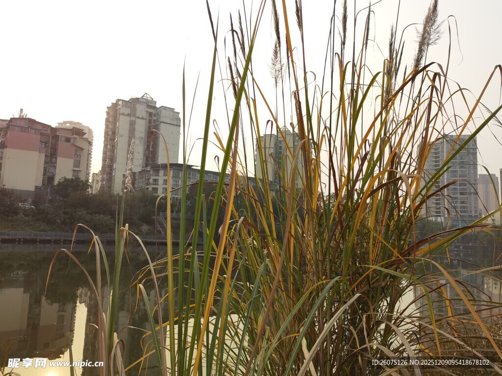 河畔芦苇与城市建筑景观