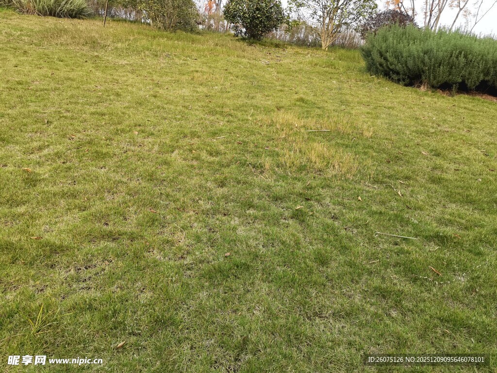 翠绿草坪自然清新景致