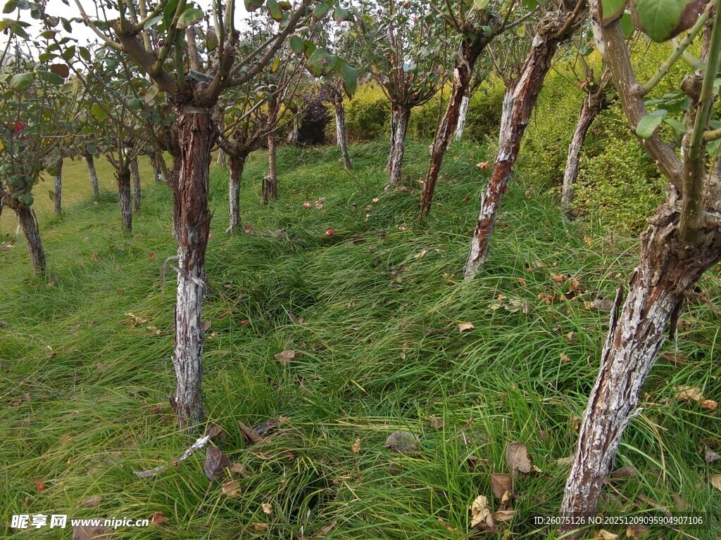 山坡上的繁茂树木景观