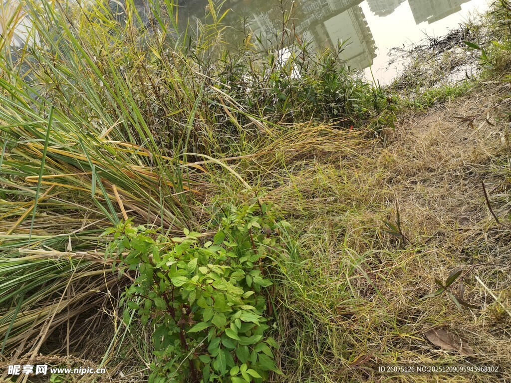 岸边丛生的多样绿色植物