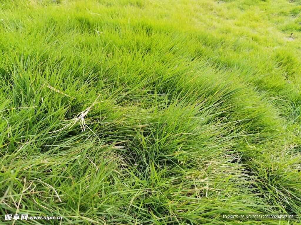 翠绿草地生机盎然