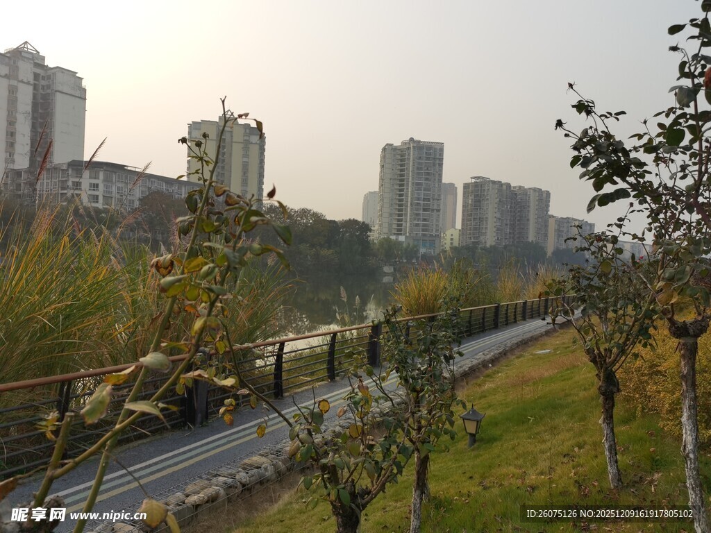 城市道路旁的绿植与高楼