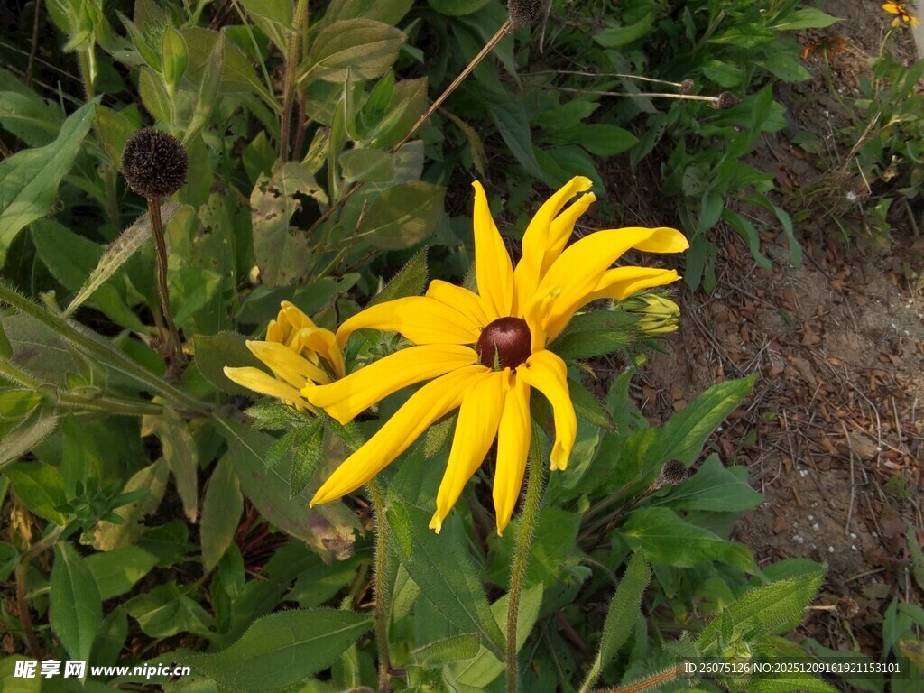 黄色黑心菊绽放于草丛