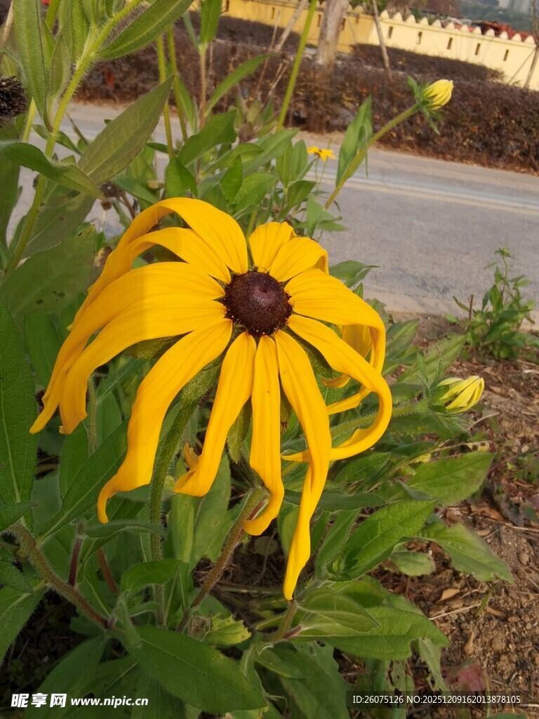 黄色黑心菊绽放于路边