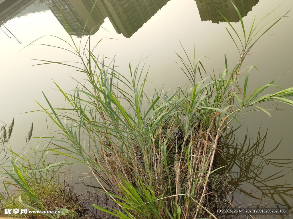 水边芦苇丛生景象
