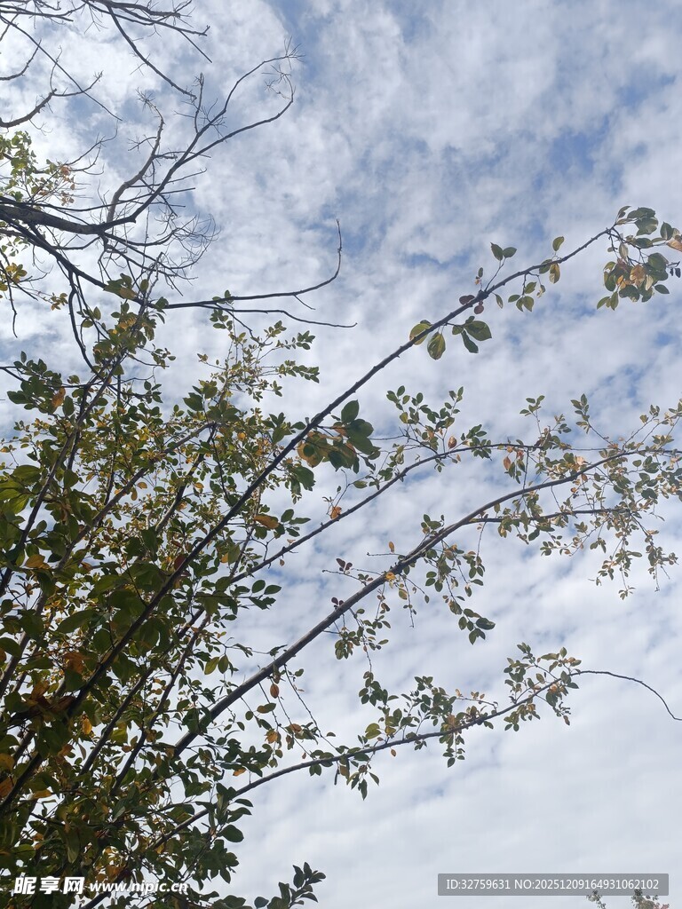 仰视树枝与蓝天白云