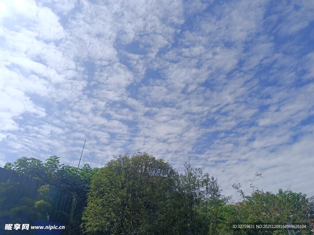 蓝天白云下的葱郁树林