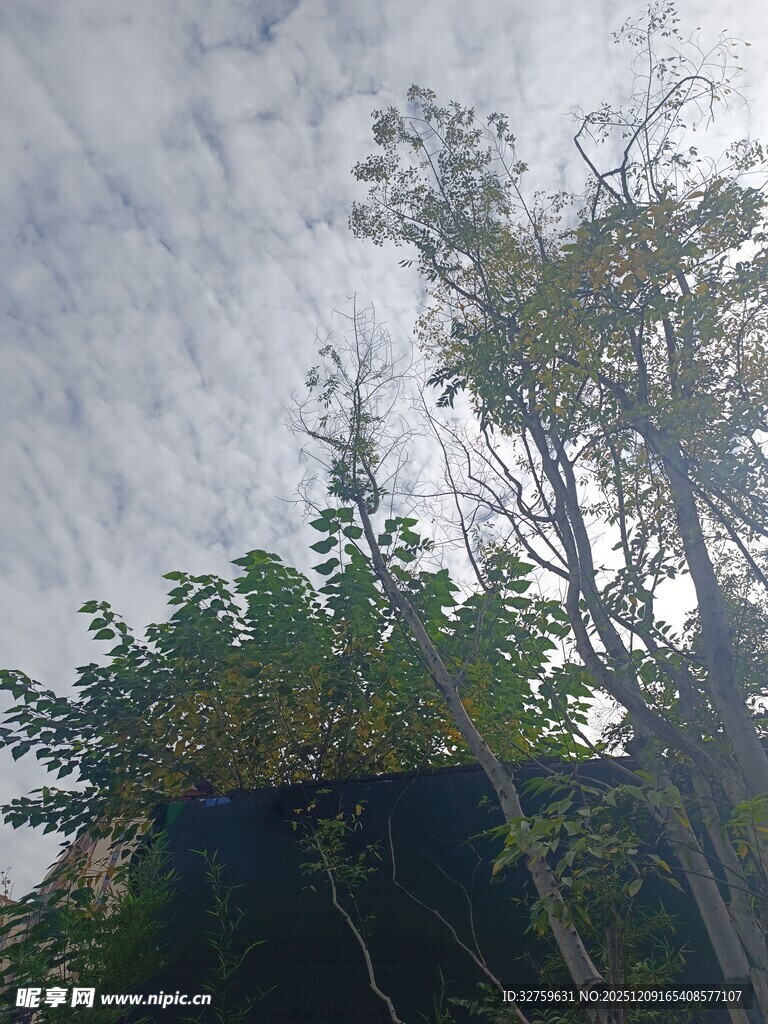 仰视天空下的繁茂绿植