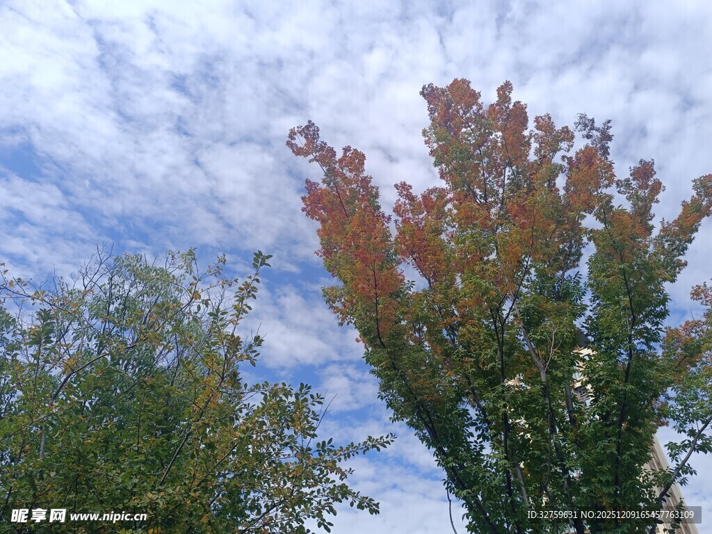 秋日树梢与蓝天白云