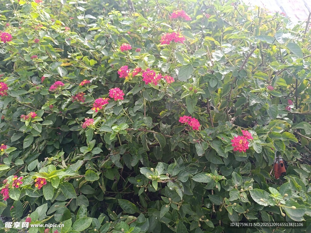 绿叶丛中绽放的娇艳花朵