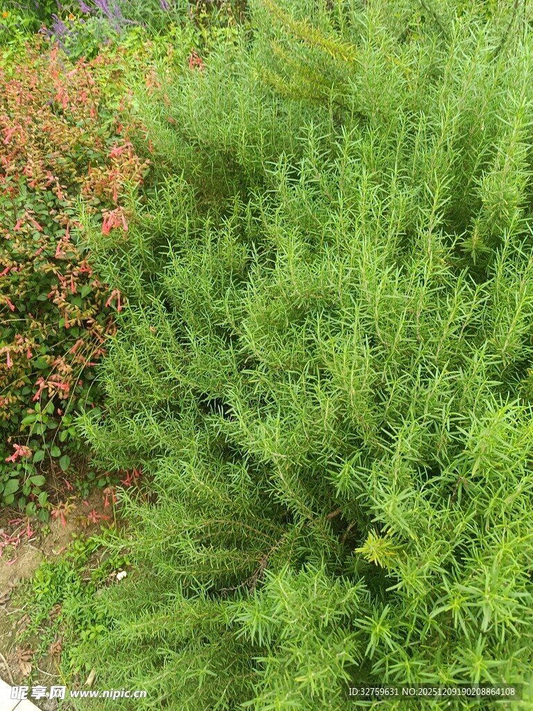 翠绿植物与多彩花卉景观