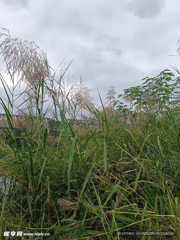 野外茂密的绿色植物景观