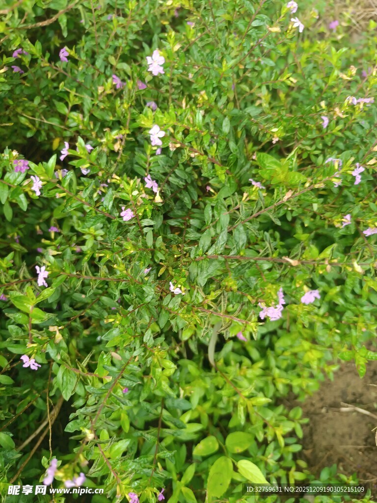 田野中的紫色小花与绿植