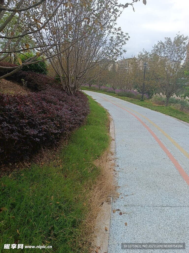 蜿蜒小路旁的绿植景观