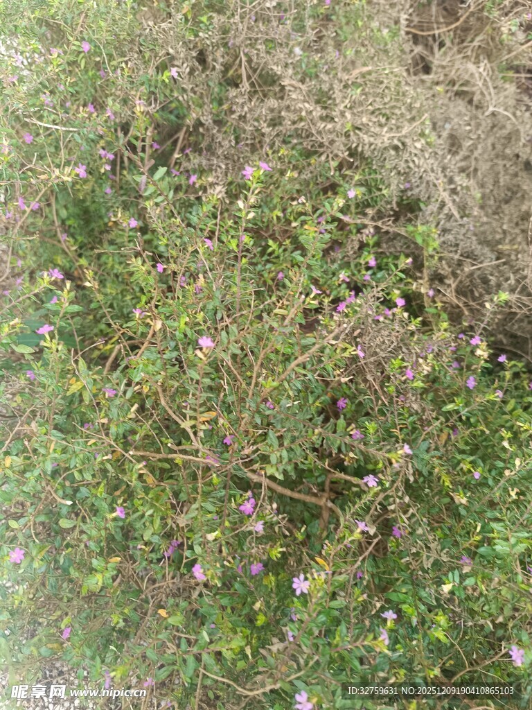 地面上的繁茂杂草