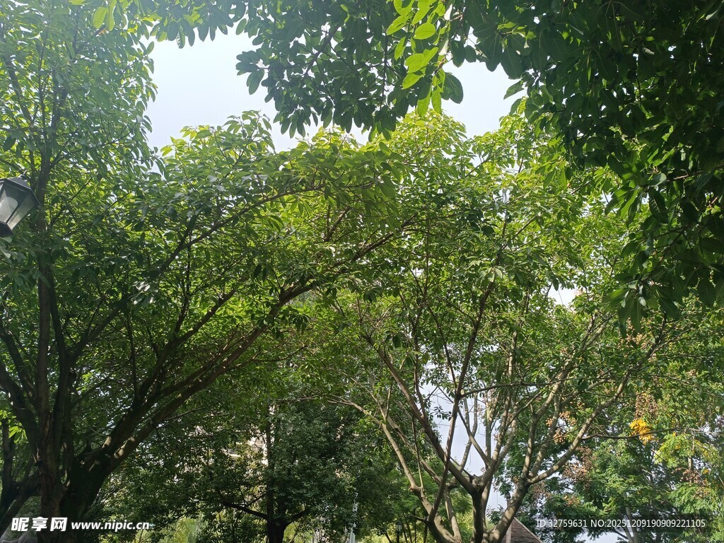 繁茂树林间的绿意景致