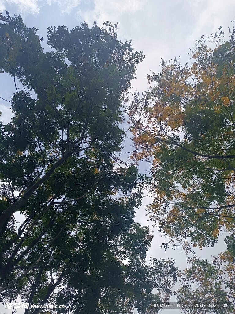 仰视茂密树林树冠