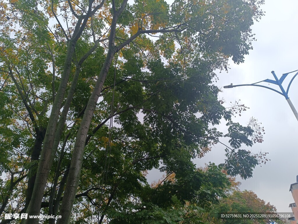 秋日繁茂树木景致