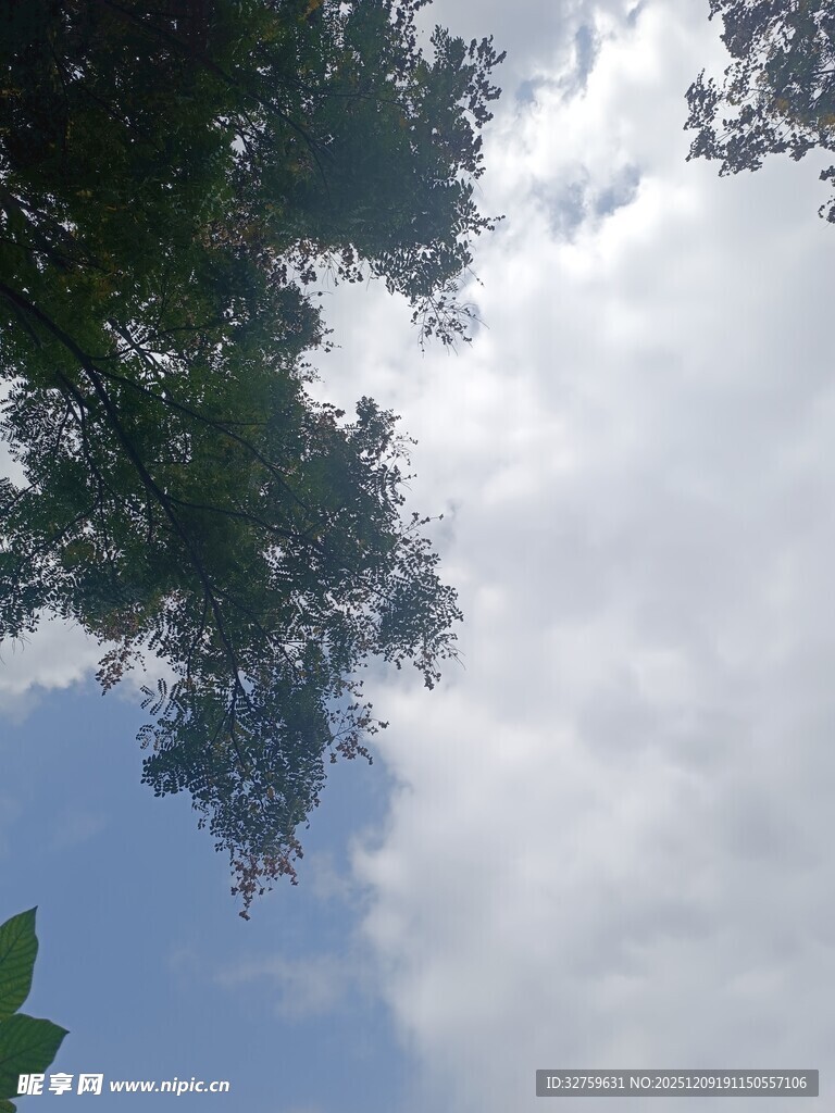 仰视绿树蓝天的清新景象