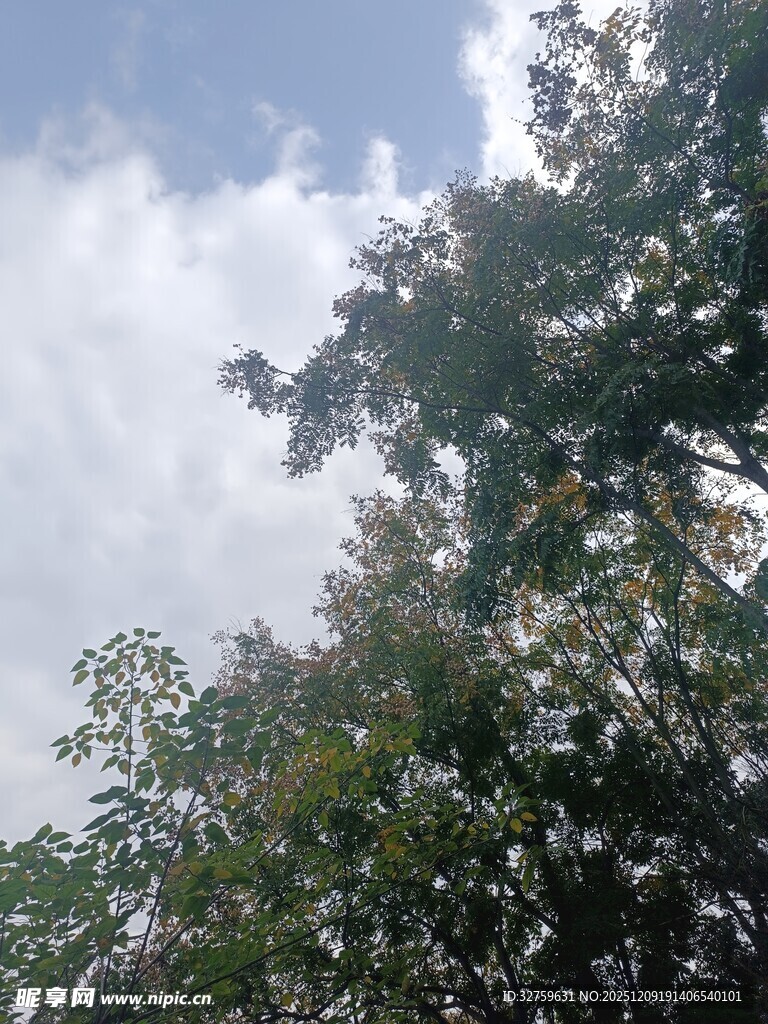 蓝天白云下的繁茂绿树