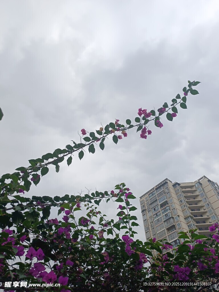 繁花枝头映高楼