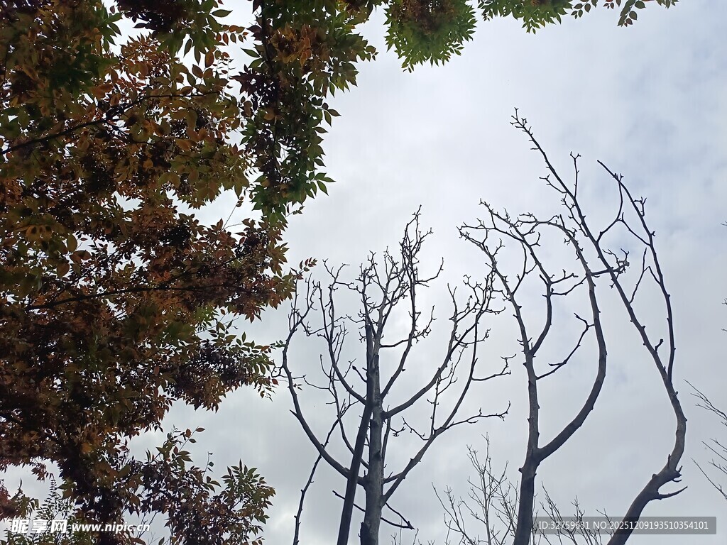 枯树与繁茂枝叶的对比