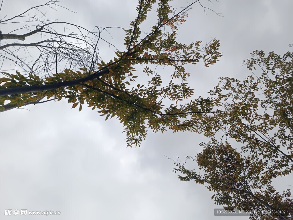 仰视枯树与天空景象