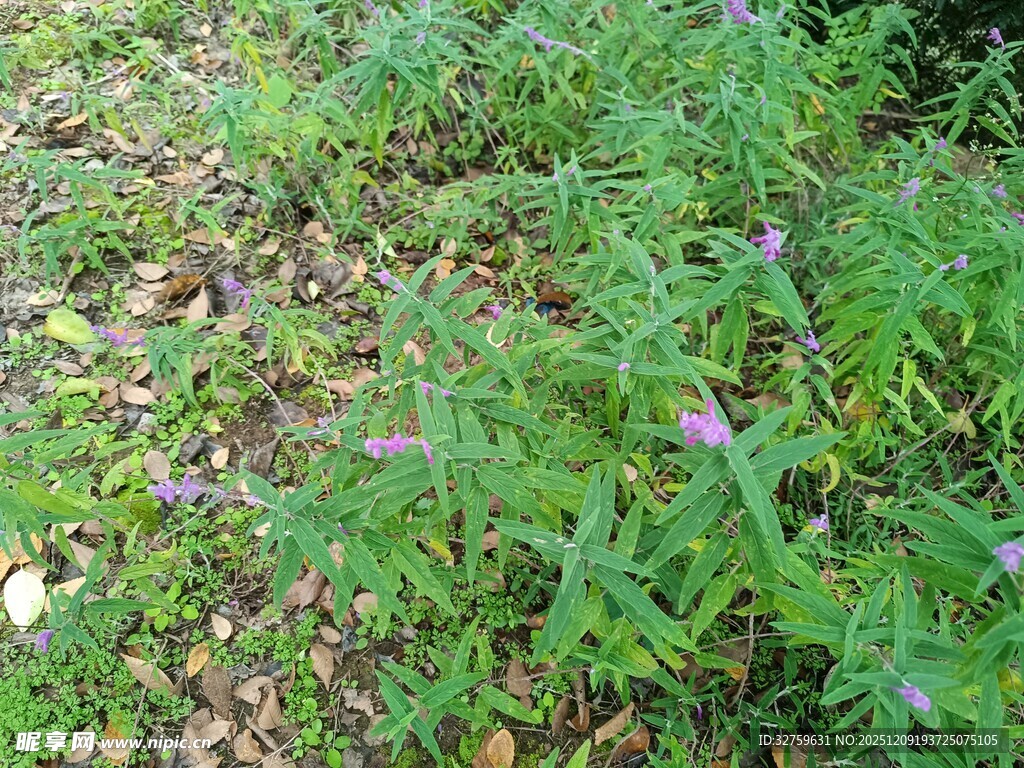 野外紫色小花植物景观