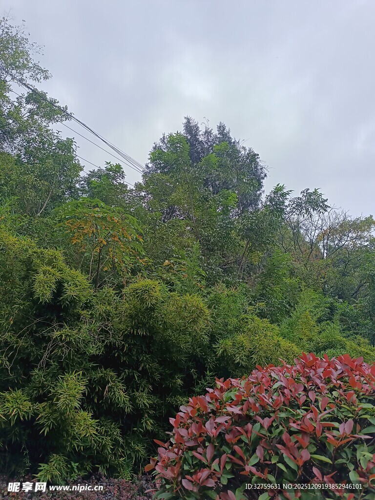 山林间多彩植物景观