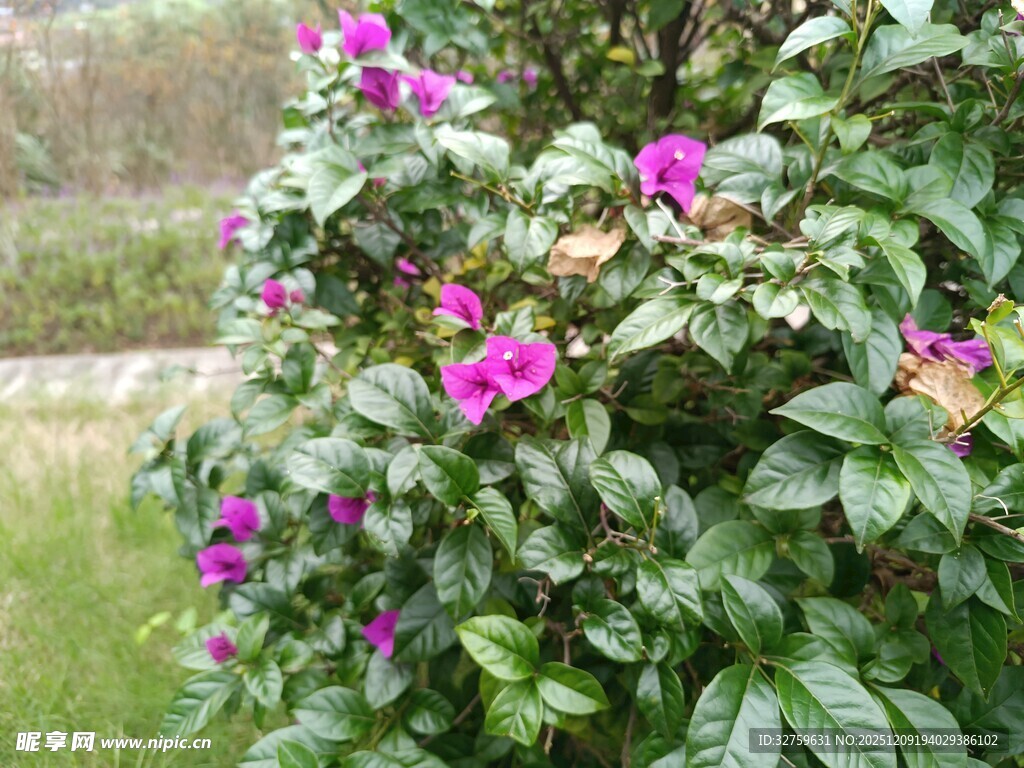 盛开的紫色花卉植物