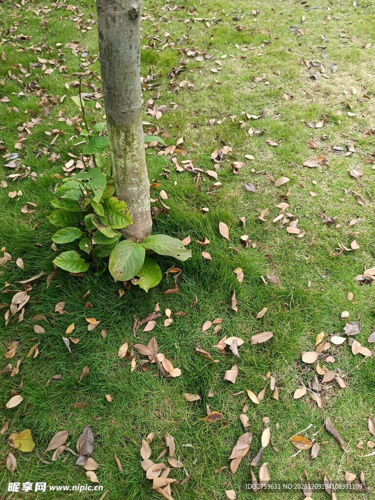 树下绿植与落叶景象