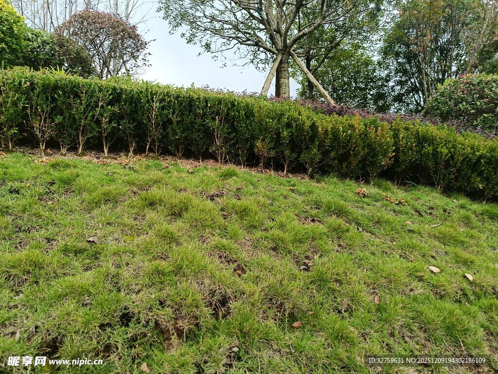 绿意盎然的草地与灌木景观