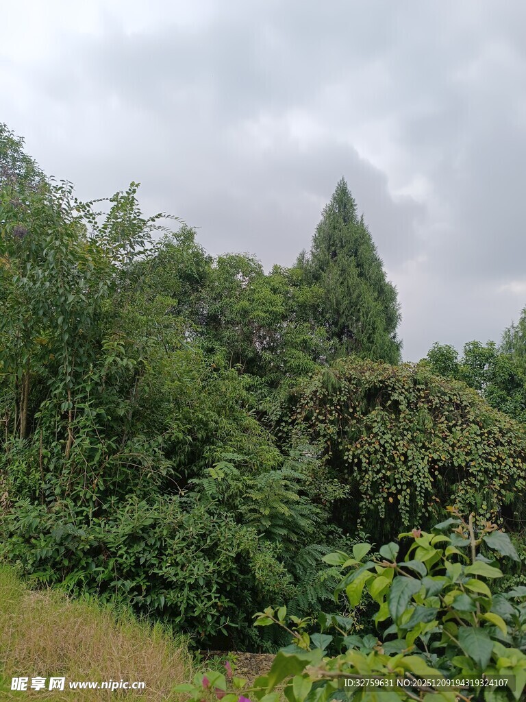 山林间繁茂的绿色植被