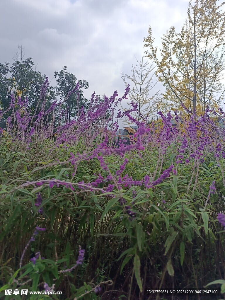 野外紫色花丛风景