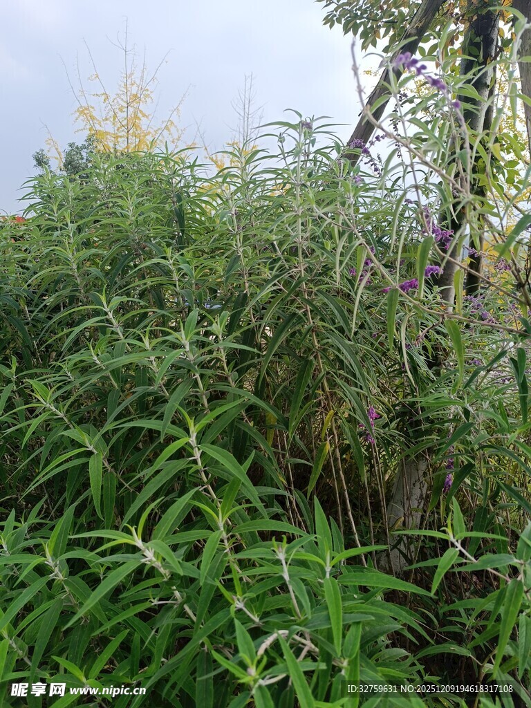 野外繁茂的绿色植物景观