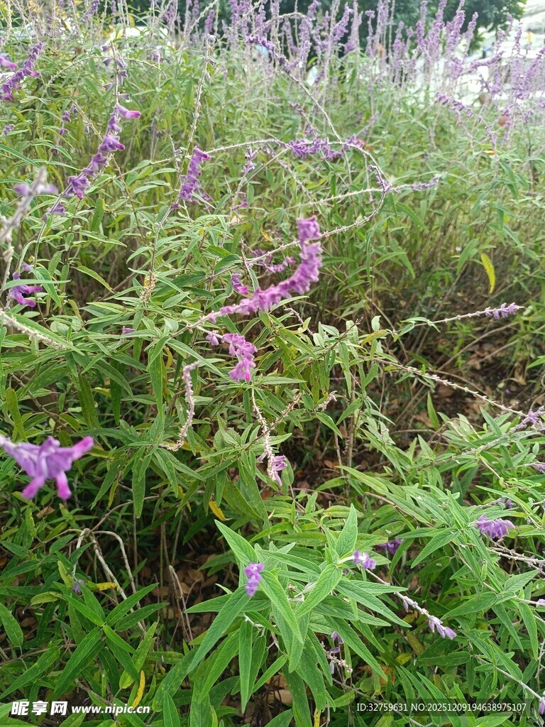 紫色野花绽放于绿草丛中