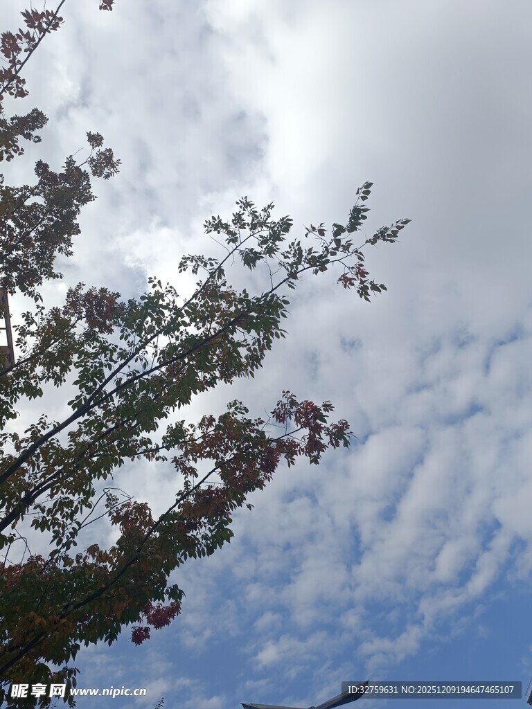 蓝天绿树间的枝叶景致