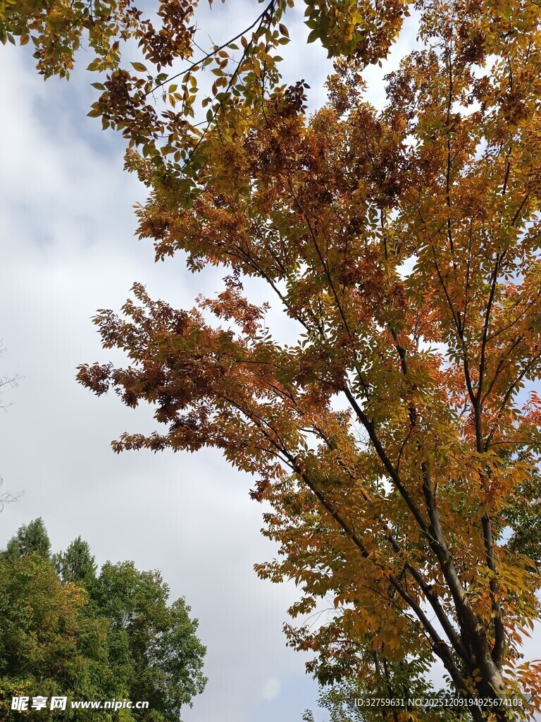 秋日斑斓树叶景观