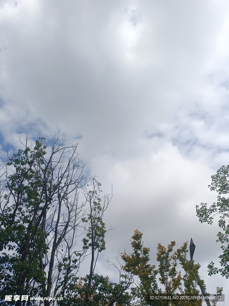 云雾缭绕中的树木景观