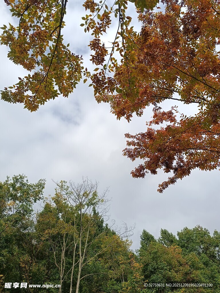 秋日树林斑斓树叶景观